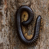 A huge caterpillar, Tarangire